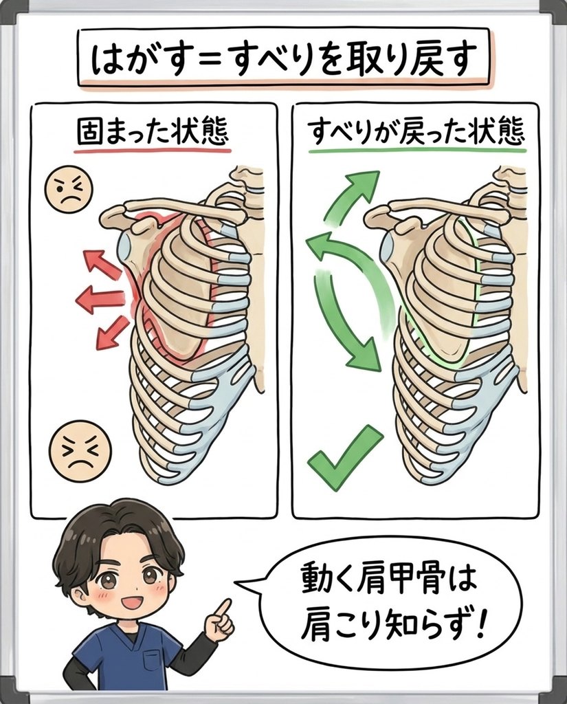 肩 甲骨 はがし 危険性