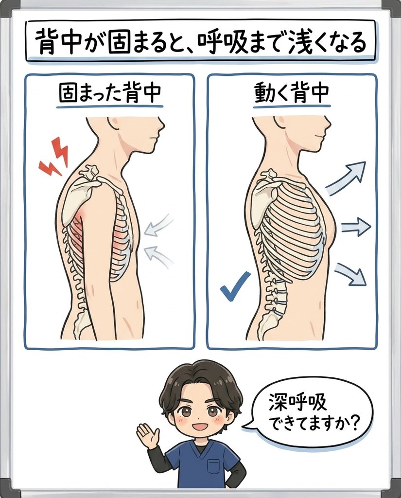 岩倉市・一宮市のいわくら肩甲骨骨盤接骨院による背中が固まると肋骨の動きが減り呼吸が浅くなる図解イラスト
